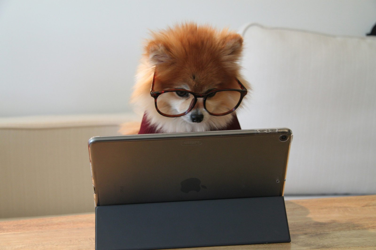 Photo by <a href="https://unsplash.com/@cookiethepom" rel="nofollow">Cookie the Pom</a> on <a href="https://unsplash.com/?utm_source=hostinger&utm_medium=referral" rel="nofollow">Unsplash</a> 